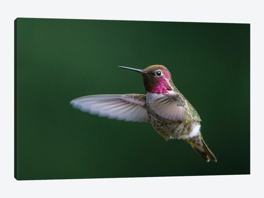 USA, WA. Male Anna's Hummingbird (Calypte anna) displays its gorget while hovering in flight. by Gary Luhm 1-piece Canvas Art Print