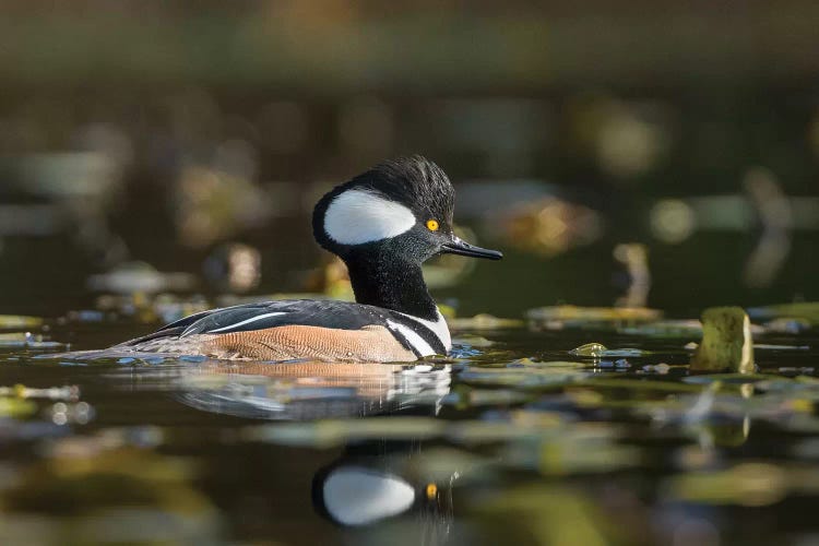 USA, WA. Male Hooded Merganser (Lophodytes cucullatus) among lily pads on Union Bay in Seattle.