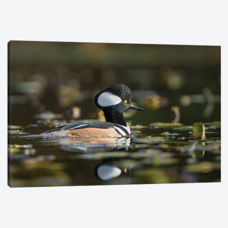 USA, WA. Male Hooded Merganser (Lophodytes cucullatus) among lily pads on Union Bay in Seattle. Canvas Print #GLU27} by Gary Luhm Canvas Print