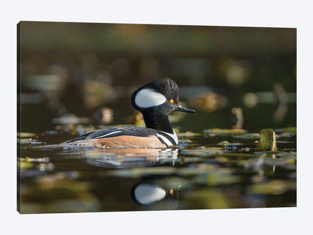 USA, WA. Male Hooded Merganser (Lophodytes cucullatus) among lily pads on Union Bay in Seattle. by Gary Luhm 1-piece Canvas Artwork