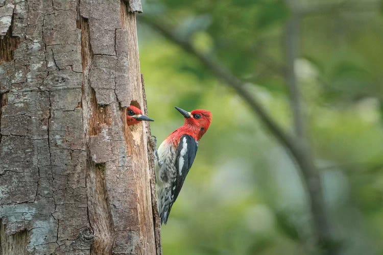 USA, WA. Red-breasted Sapsucker (Sphyrapicus ruber) mated pair at their nest in a red alder snag.