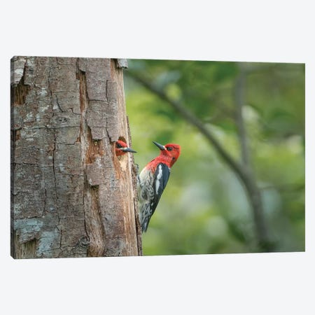 USA, WA. Red-breasted Sapsucker (Sphyrapicus ruber) mated pair at their nest in a red alder snag. Canvas Print #GLU28} by Gary Luhm Canvas Art