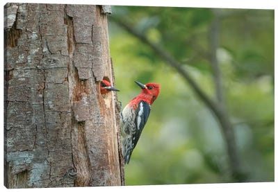 USA, WA. Red-breasted Sapsucker (Sphyrapicus ruber) mated pair at their nest in a red alder snag. Canvas Art Print