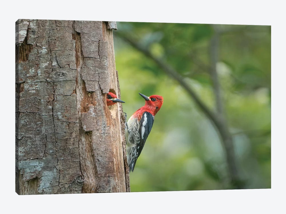 USA, WA. Red-breasted Sapsucker (Sphyrapicus ruber) mated pair at their nest in a red alder snag. by Gary Luhm 1-piece Canvas Print