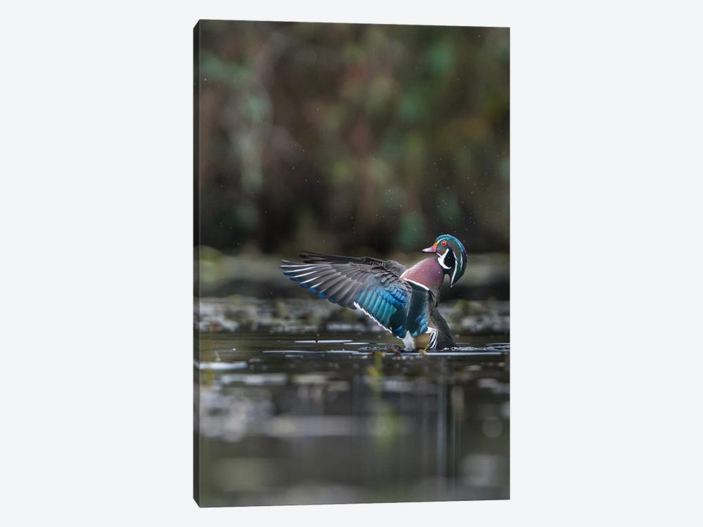 USA, Washington State. Male Wood Duck (Aix sponsa) flaps its wings on Union Bay in Seattle. by Gary Luhm 1-piece Canvas Art