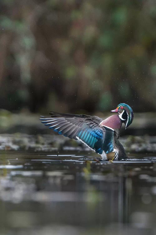 USA, Washington State. Male Wood Duck (Aix sponsa) flaps its wings on Union Bay in Seattle.