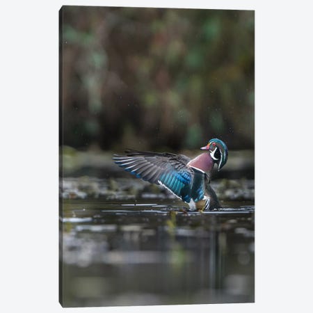 USA, Washington State. Male Wood Duck (Aix sponsa) flaps its wings on Union Bay in Seattle. Canvas Print #GLU30} by Gary Luhm Canvas Print