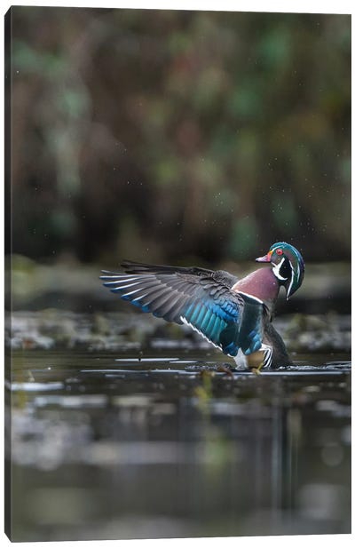 USA, Washington State. Male Wood Duck (Aix sponsa) flaps its wings on Union Bay in Seattle. Canvas Art Print