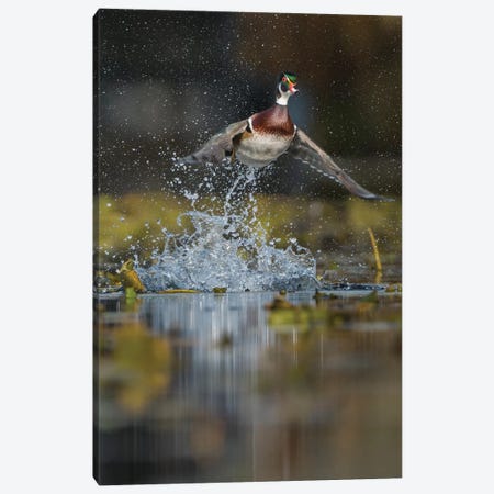 USA, Washington State. Male Wood Duck (Aix sponsa) flying from Union Bay in Seattle. Canvas Print #GLU31} by Gary Luhm Canvas Art Print