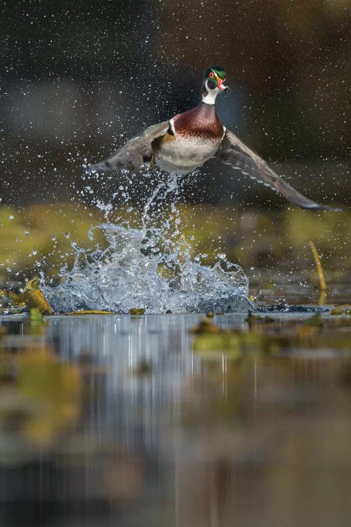 USA, Washington State. Male Wood Duck (Aix sponsa) flying from Union Bay in Seattle.