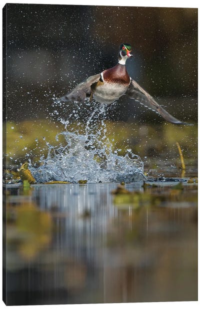 USA, Washington State. Male Wood Duck (Aix sponsa) flying from Union Bay in Seattle. Canvas Art Print