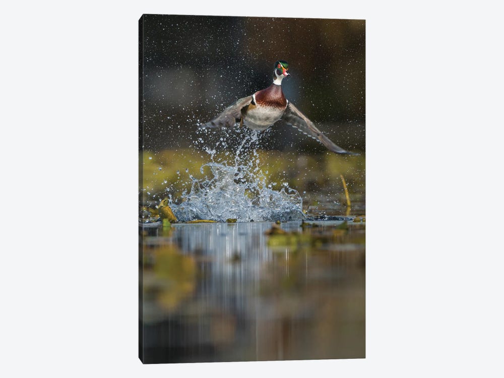 USA, Washington State. Male Wood Duck (Aix sponsa) flying from Union Bay in Seattle. by Gary Luhm 1-piece Canvas Art Print