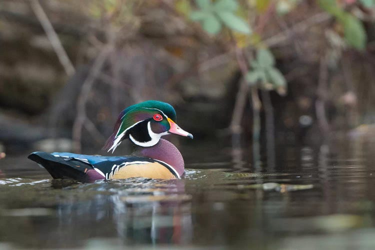 USA, Washington State. Male Wood Duck (Aix sponsa) on a pond in Seattle.