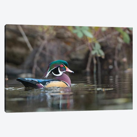 USA, Washington State. Male Wood Duck (Aix sponsa) on a pond in Seattle. Canvas Print #GLU32} by Gary Luhm Canvas Print
