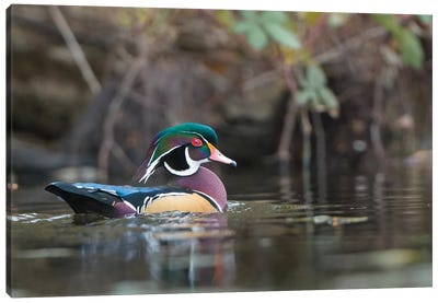USA, Washington State. Male Wood Duck (Aix sponsa) on a pond in Seattle. Canvas Art Print