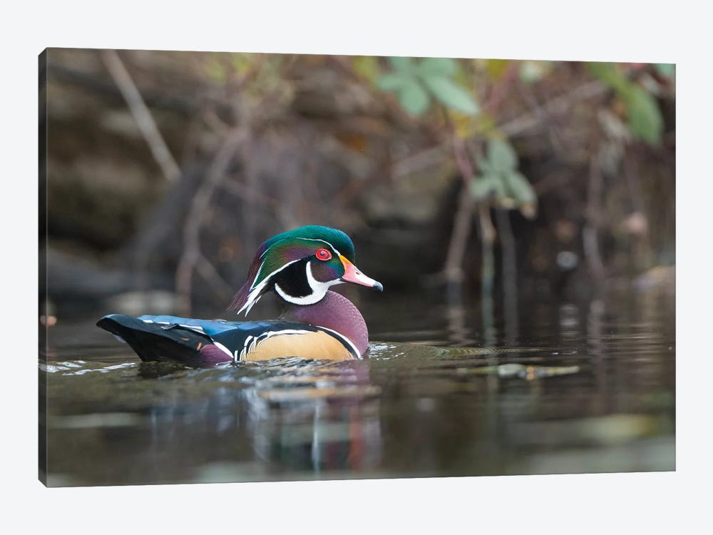 USA, Washington State. Male Wood Duck (Aix sponsa) on a pond in Seattle. by Gary Luhm 1-piece Canvas Artwork