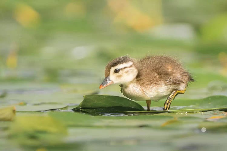 USA, Washington State. Wood Duck (Aix sponsa) duckling on lily pad in western Washington.