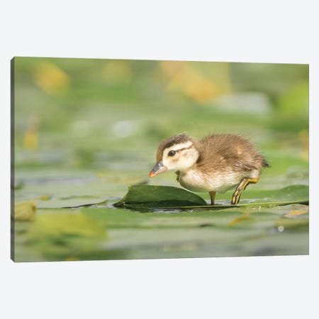 USA, Washington State. Wood Duck (Aix sponsa) duckling on lily pad in western Washington. Canvas Print #GLU33} by Gary Luhm Art Print