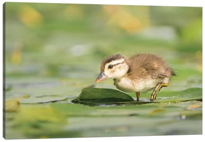 USA, Washington State. Wood Duck (Aix sponsa) duckling on lily pad in western Washington. Canvas Art Print