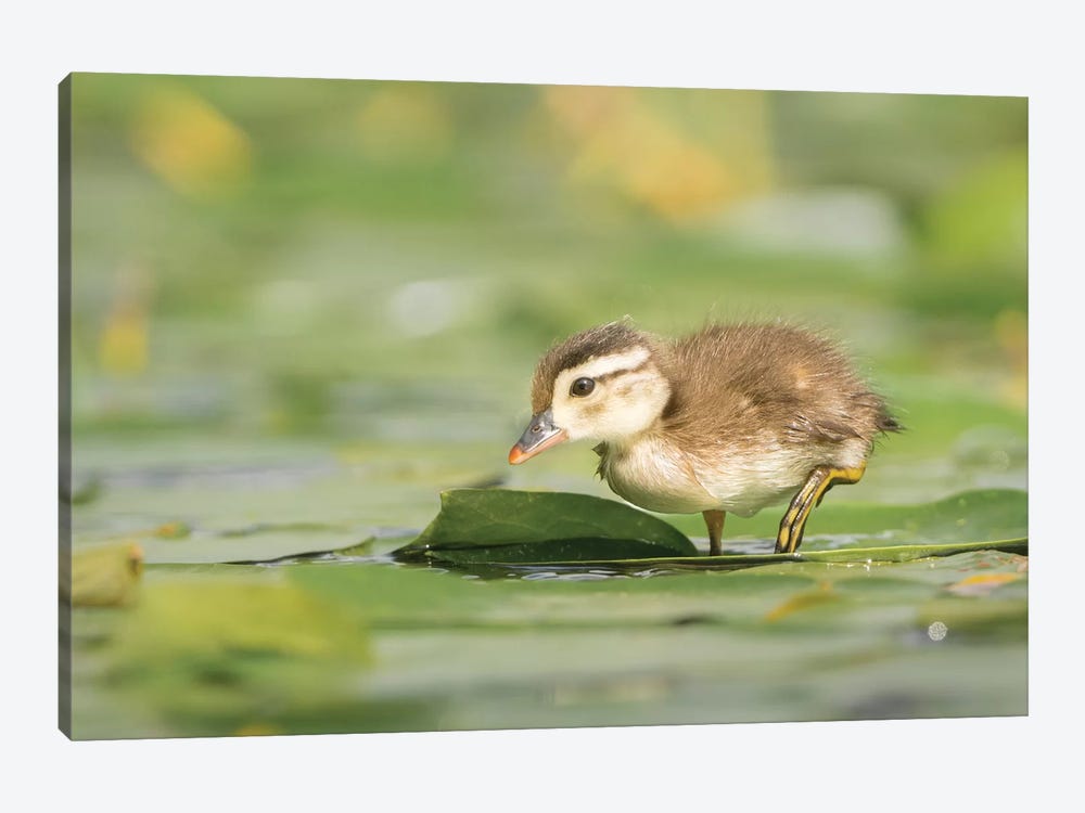 USA, Washington State. Wood Duck (Aix sponsa) duckling on lily pad in western Washington. by Gary Luhm 1-piece Canvas Print