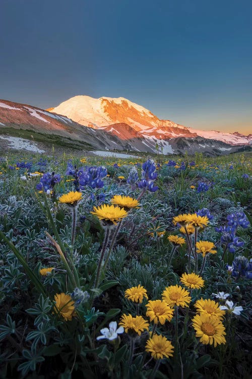 WA. Alpine wildflowers Dwarf Lupine, Tolmie's Saxifrage and Alpine Golden Daisy