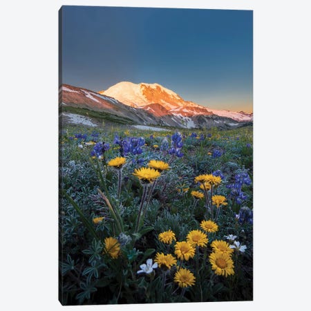 WA. Alpine wildflowers Dwarf Lupine, Tolmie's Saxifrage and Alpine Golden Daisy Canvas Print #GLU34} by Gary Luhm Canvas Art