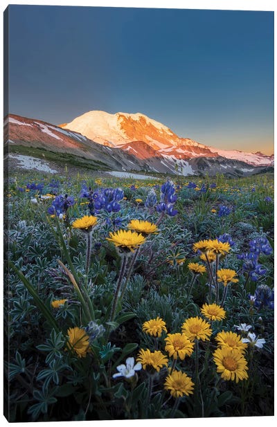 WA. Alpine wildflowers Dwarf Lupine, Tolmie's Saxifrage and Alpine Golden Daisy Canvas Art Print