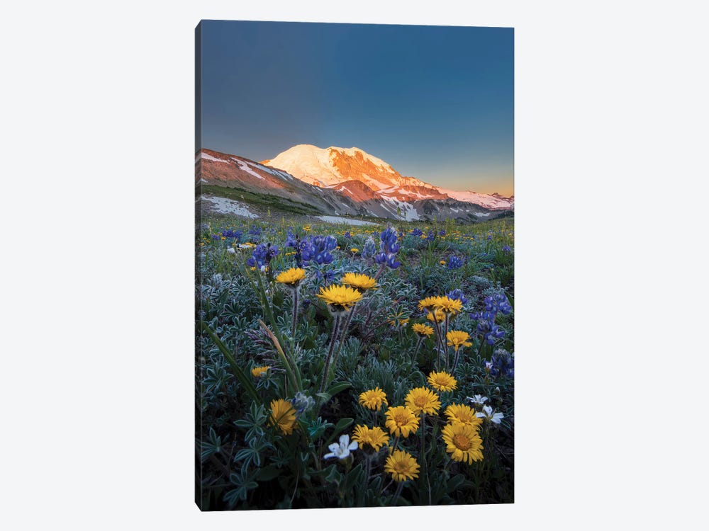 WA. Alpine wildflowers Dwarf Lupine, Tolmie's Saxifrage and Alpine Golden Daisy by Gary Luhm 1-piece Canvas Wall Art