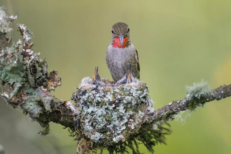 WA. Anna's Hummingbird (Calypte anna) female feeding two chicks at nest in Marymoor Park, Redmond.