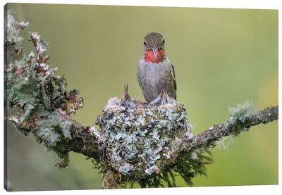 WA. Anna's Hummingbird (Calypte anna) female feeding two chicks at nest in Marymoor Park, Redmond. Canvas Art Print