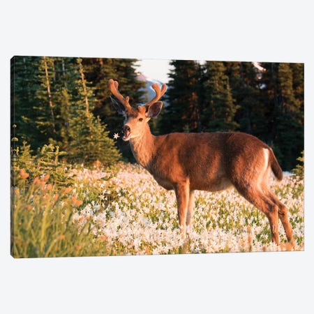 WA. Black-tailed deer, a buck in velvet, eating Avalanche Lily in a subalpine meadow at Olympic NP. Canvas Print #GLU36} by Gary Luhm Canvas Artwork
