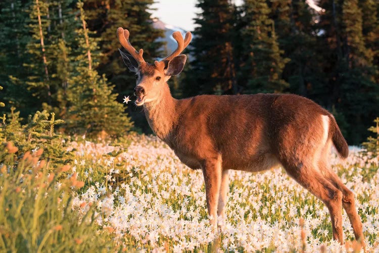 WA. Black-tailed deer, a buck in velvet, eating Avalanche Lily in a subalpine meadow at Olympic NP.