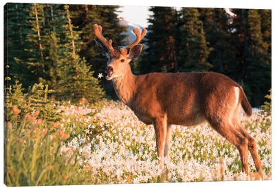 WA. Black-tailed deer, a buck in velvet, eating Avalanche Lily in a subalpine meadow at Olympic NP. Canvas Art Print