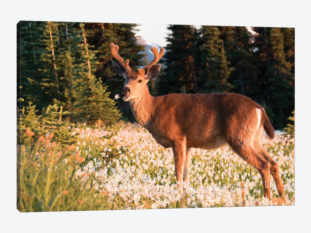 WA. Black-tailed deer, a buck in velvet, eating Avalanche Lily in a subalpine meadow at Olympic NP. by Gary Luhm 1-piece Canvas Wall Art