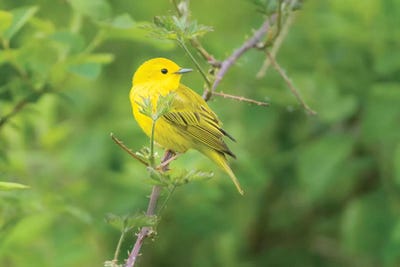WA. Breeding plumage male Yellow Warbler (Dendroica petechia) on a perch at Marymoor Park, Redmond. by Gary Luhm framed wall art