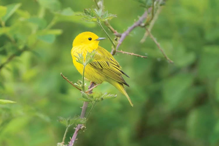 WA. Breeding plumage male Yellow Warbler (Dendroica petechia) on a perch at Marymoor Park, Redmond.