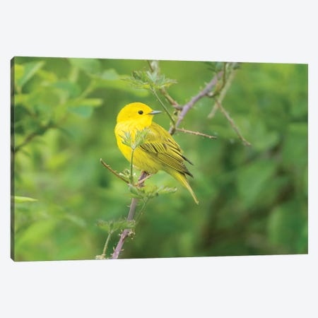 WA. Breeding plumage male Yellow Warbler (Dendroica petechia) on a perch at Marymoor Park, Redmond. Canvas Print #GLU37} by Gary Luhm Canvas Wall Art