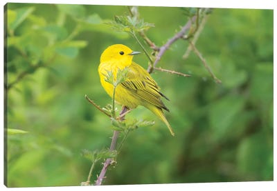 WA. Breeding plumage male Yellow Warbler (Dendroica petechia) on a perch at Marymoor Park, Redmond. Canvas Art Print