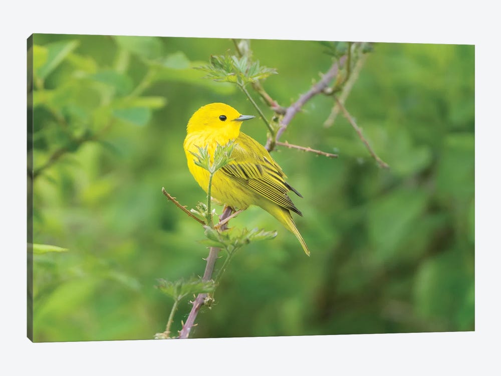 WA. Breeding plumage male Yellow Warbler (Dendroica petechia) on a perch at Marymoor Park, Redmond. by Gary Luhm 1-piece Art Print