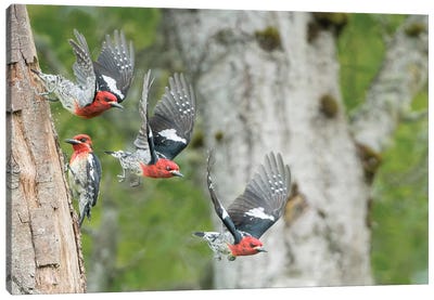 WA. Multiple images of a Red-breasted Sapsucker flying from nest in a red alder snag Canvas Art Print - Birch Tree Art