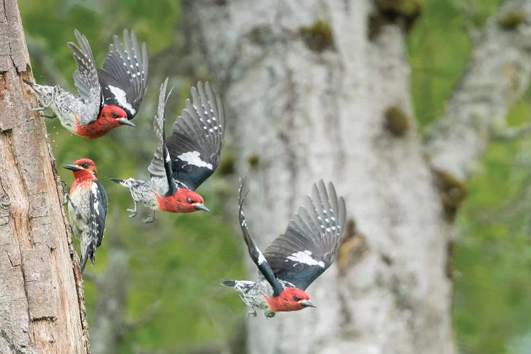 WA. Multiple images of a Red-breasted Sapsucker flying from nest in a red alder snag