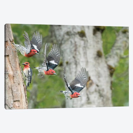 WA. Multiple images of a Red-breasted Sapsucker flying from nest in a red alder snag Canvas Print #GLU38} by Gary Luhm Art Print