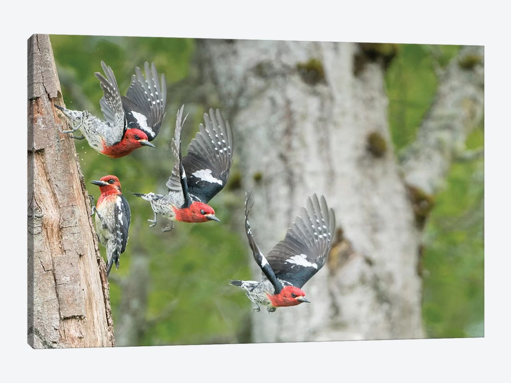 WA. Multiple images of a Red-breasted Sapsucker flying from nest in a red alder snag by Gary Luhm 1-piece Canvas Artwork