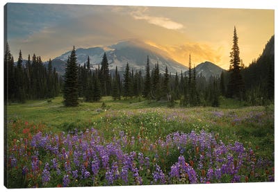Mountainside Landscaper, Indian Henry's Hunting Ground, Mount Rainier National Park, Washington, USA Canvas Art Print - Field, Grassland & Meadow Art