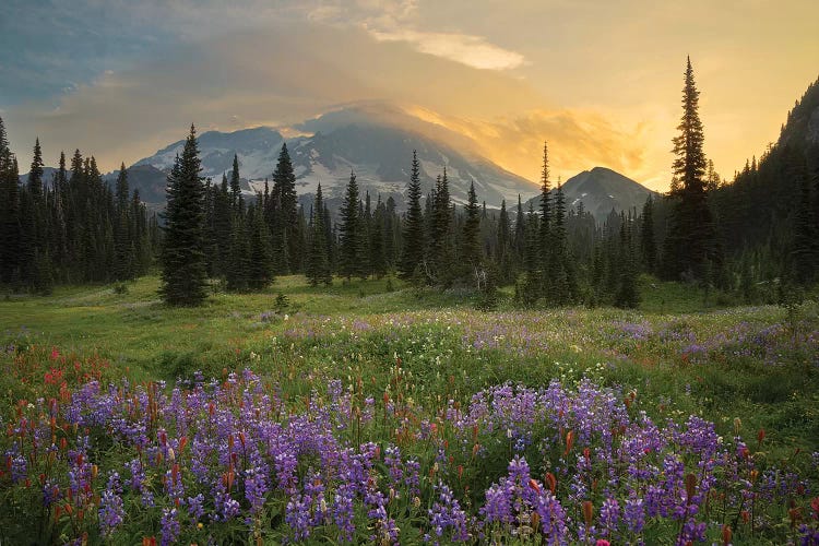 Mountainside Landscaper, Indian Henry's Hunting Ground, Mount Rainier National Park, Washington, USA