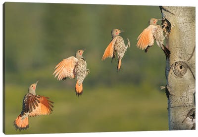 Canada, British Columbia. Northern Flicker flies to nest hole. Canvas Art Print - British Columbia Art