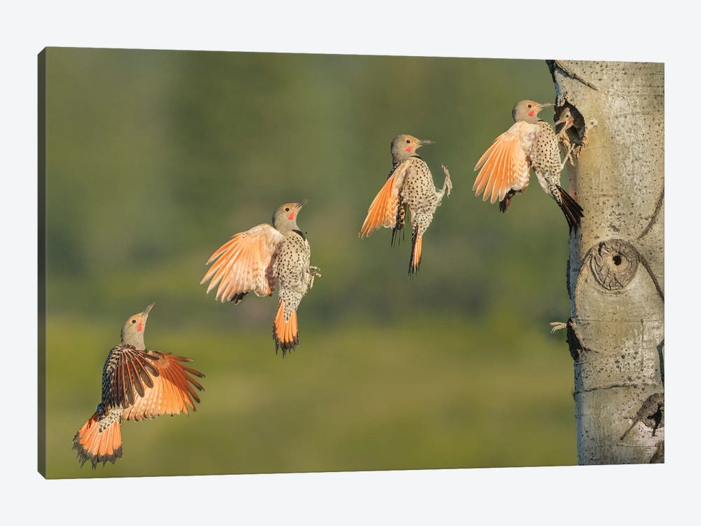 Canada, British Columbia. Northern Flicker flies to nest hole. by Gary Luhm 1-piece Canvas Art