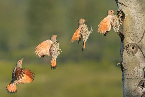 Canada, British Columbia. Northern Flicker flies to nest hole.