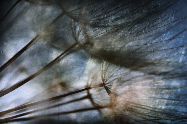 Abstracts In Nature: Untitled I by Antonio Grambone
