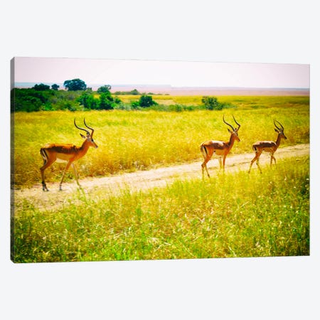 African Plains I Canvas Print #GMI1} by Golie Miamee Canvas Wall Art